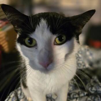 Liberty -  Domestic Short Hair Cat for Adoption in Woodbury, New Jersey - Liberty | PetCurious