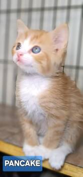 Rescue Domestic Short Hair Cats for Adoption in Bethpage, New York - Peaches | PetCurious