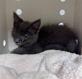 LULU - NEEDS A FOSTER -  Domestic Medium Hair Cat for Adoption in Ontario, California - LULU - NEEDS A FOSTER | PetCurious