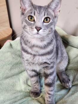 Lightening VII -  Domestic Short Hair Cat for Adoption in Muskegon, Michigan - Lightening VII | PetCurious