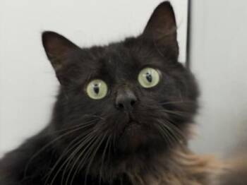Domestic Long Hair Cats Available for Adoption in Portland, Oregon - Oakley | PetCurious