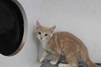 Bidoof -  Domestic Short Hair Cat for Adoption in Chestertown, Maryland - Bidoof | PetCurious