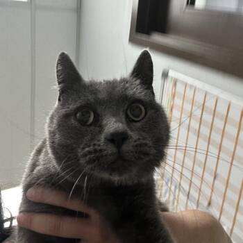 Torah -  Domestic Short Hair Cat for Adoption in Durango, Colorado - Torah | PetCurious