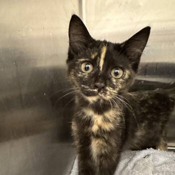 Rescue Domestic Short Hair Cats for Adoption in Evanston, Illinois - Celery | PetCurious