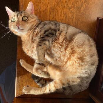 Norah -  Bengal Cat for Adoption in San Juan Capistrano, California - Norah | PetCurious