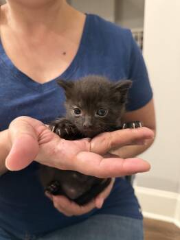 Domestic Short Hair Cats Available for Adoption in Camden, South Carolina - Typo (Available For Pre-adoption) | PetCurious