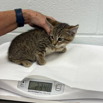 Rescue Domestic Short Hair Cats for Adoption in Chattanooga, Tennessee - Bradley | PetCurious