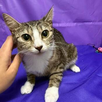 Petra -  American Shorthair Cat for Adoption in North Myrtle Beach, South Carolina - Petra | PetCurious