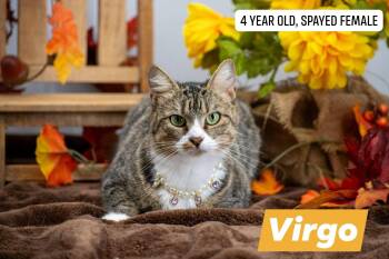 Virgo -  Domestic Short Hair Cat for Adoption in Sevierville, Tennessee - Virgo | PetCurious