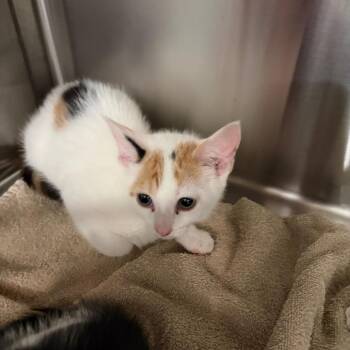 Cinnamon -  Domestic Short Hair Cat for Adoption in Scituate, Massachusetts - Cinnamon | PetCurious