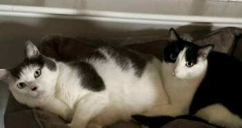Louie / Vinnie -  Domestic Short Hair Cat for Adoption in Minneapolis, Minnesota - Louie / Vinnie | PetCurious