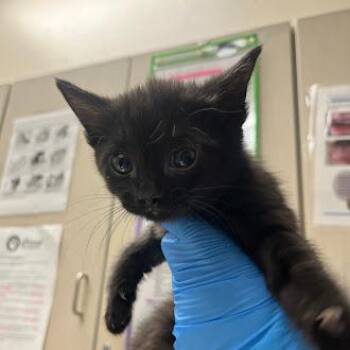 Domestic Short Hair Cats Available for Adoption in Las Vegas, Nevada - FIONA | PetCurious
