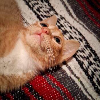 Tabby Cats Available for Adoption - Muffin The Toy Thief | PetCurious