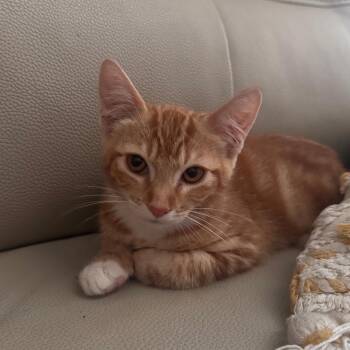 Taki -  Tabby Cat for Adoption in San Juan Capistrano, California - Taki | PetCurious