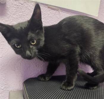 Cosmo -  Domestic Short Hair Cat for Adoption in El Paso, Texas - Cosmo | PetCurious