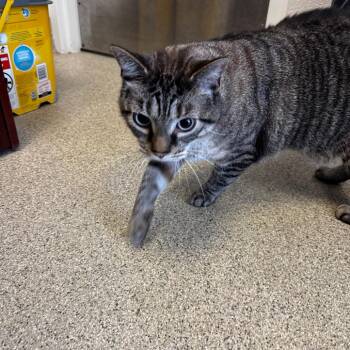 Arlo -  Domestic Short Hair Cat for Adoption in Gloucester, Virginia - Arlo | PetCurious