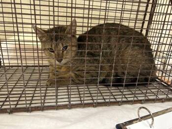 Domestic Short Hair Cats Available for Adoption in Winder, Georgia - 2026-05-014 | PetCurious