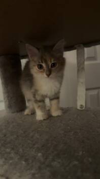 Dilute Calico Cats Available for Adoption in Edmond, Oklahoma - Daphne | PetCurious