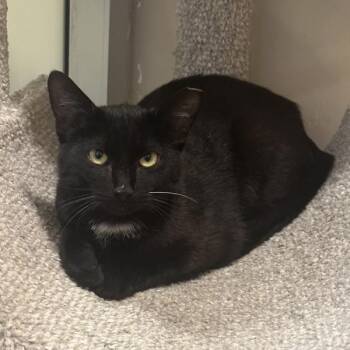 Domestic Short Hair Cats Available for Adoption in Walnut Creek, California - Melon Bug | PetCurious