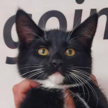 Oreo -  Domestic Short Hair Cat Available for Adoption in Milan, Illinois - Oreo | PetCurious