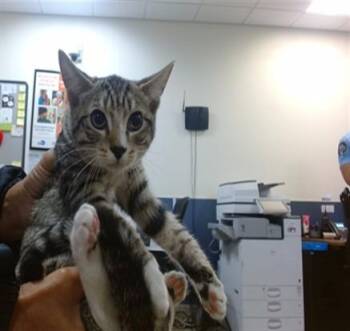SANDY -  Domestic Short Hair Cat for Adoption in Doral, Florida - SANDY | PetCurious
