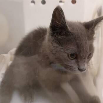 06/15/2026-STRAY-FoxChapelDrive -  Domestic Short Hair Cat for Adoption in Columbus, Georgia - 06/15/2026-STRAY-FoxChapelDrive | PetCurious