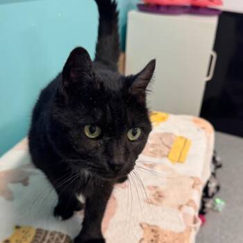 Domestic Short Hair Cats Available for Adoption in Wheeling, Illinois - Fifi | PetCurious