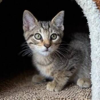 Erica Bloom -  Tabby and Domestic Short Hair Cat for Adoption in Friendswood, Texas - Erica Bloom | PetCurious