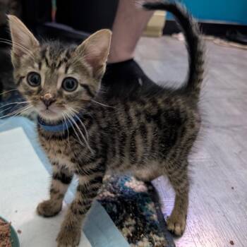 Chili -  Domestic Short Hair Cat for Adoption in York, Pennsylvania - Chili | PetCurious