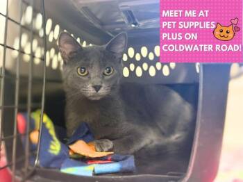 Domestic Short Hair Cats Available for Adoption - SATIN | PetCurious