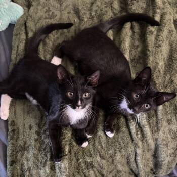 Binky -  Domestic Short Hair Cat for Adoption in Asheville, North Carolina - Binky | PetCurious