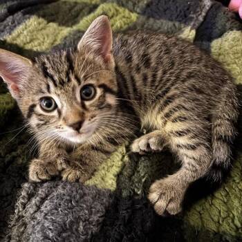 Domestic Short Hair Cats Available for Adoption - 26-50 Huggy Bear | PetCurious