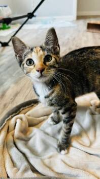 Radish -  Tabby and Calico Cat for Adoption in Dallas, Texas - Radish | PetCurious