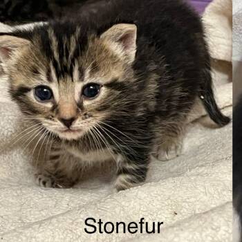 Stonefur -  Domestic Short Hair Cat for Adoption in Brownsboro, Alabama - Stonefur | PetCurious