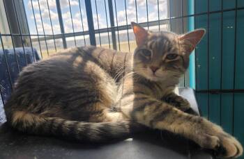 Domestic Short Hair Cats Available for Adoption in Brookings, South Dakota - Rapunzel | PetCurious