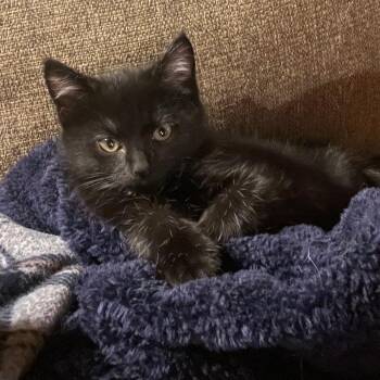 Rescue Domestic Short Hair Cats for Adoption in West Jefferson, Ohio - Mystique | PetCurious