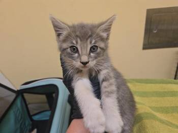 SUSHI -  Domestic Short Hair Cat for Adoption in Tustin, California - SUSHI | PetCurious
