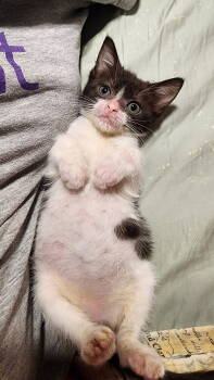 Rescue Domestic Short Hair Cats for Adoption in Rockville, Maryland - Luna | PetCurious