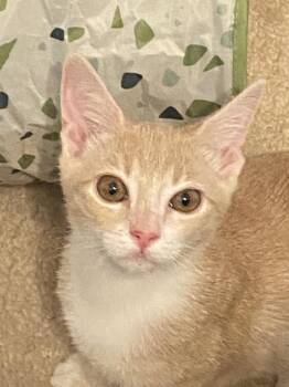 Blondie NC -  Domestic Short Hair Cat for Adoption in Dallas, Texas - Blondie NC | PetCurious