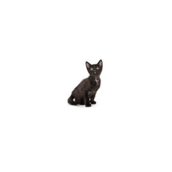 Mazapan -  Domestic Short Hair Cat for Adoption in Los Angeles, California - Mazapan | PetCurious