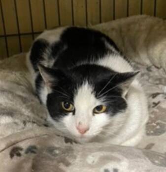 Buffy -  Domestic Short Hair Cat for Adoption in Dalton, Georgia - Buffy | PetCurious