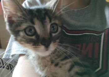 Rescue Domestic Short Hair Cats for Adoption in Fair Oaks, Indiana - Alvin | PetCurious