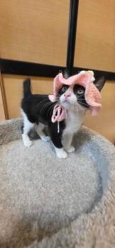 Cinnamon Roll -  Domestic Short Hair Cat for Adoption in Rowlett, Texas - Cinnamon Roll | PetCurious