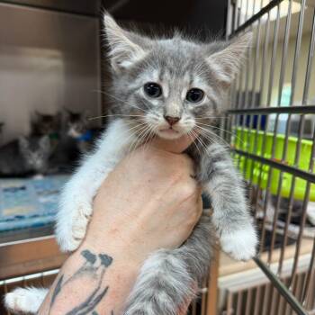 Panda -  Domestic Short Hair Cat for Adoption in Madison, Wisconsin - Panda | PetCurious