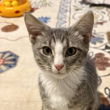 Whiskey Sour -  Domestic Short Hair Cat for Adoption in Richmond, Virginia - Whiskey Sour | PetCurious