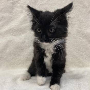 Rescue Domestic Short Hair Cats for Adoption in Hawthorne, California - Saphire | PetCurious