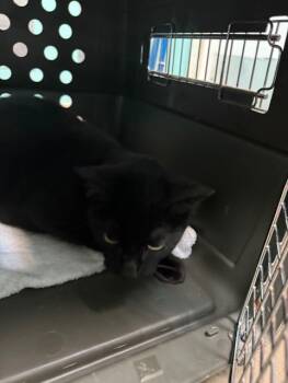 Rescue Domestic Short Hair Cats for Adoption in Fort Walton Beach, Florida - GHOST | PetCurious