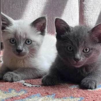 Smokey -  Siamese and Domestic Short Hair Cat for Adoption in Wheaton, Illinois - Smokey | PetCurious