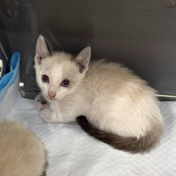 Vanilla Bean -  Snowshoe Cat for Adoption in NEW PT RICHEY, Florida - Vanilla Bean | PetCurious