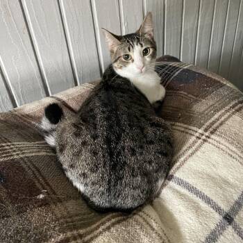 American Shorthair Cats Available for Adoption in Tifton, Georgia - Millie | PetCurious
